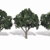 Woodland Scenics Woodland Classics #3508 - Cool Shade 3" To 4" - 3/pkg -Woodland Scenics Sale TR3508 PHOTO HR 56405.1645224806