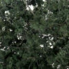 Woodland Scenics #1130 - Fine Leaf Foliage - Dark Green -Woodland Scenics Sale Woodland Scenics Fine Leaf Foliage Dark Green 111230871380 24275.1645224661