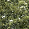Woodland Scenics #1133 - Fine Leaf Foliage - Olive Green