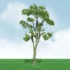 JTT 92411 - Pro-Elite Trees: Gum 8" - 1pcs - O Scale -Woodland Scenics Sale jtt592411 30644.1671411284
