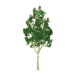 JTT 94304 - Professional Trees: Mountain Gum 2.5" - 4pcs - Multi Scale