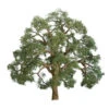 JTT 94347 - Professional Trees: Live Oak 1" - 6pcs - Multi Scale