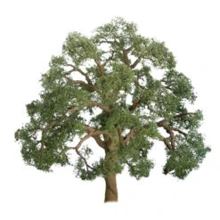 JTT 94347 - Professional Trees: Live Oak 1" - 6pcs - Multi Scale
