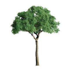 JTT 94398 - Professional Trees: Green Jacaranda 1/2" - 6pcs - Multi Scale