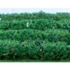JTT 95515 - Flower Hedges: Green 8/pk 5" X 3/8" X 5/8" - HO Scale -Woodland Scenics Sale jtt595515 07250.1671411313