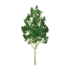JTT 96030 - Professional Trees: Mountain Gum 6" - 1pcs - O Scale