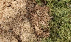 Woodland Scenics G6500 - All Game Terrain - EZ Bushes - Winter Mix